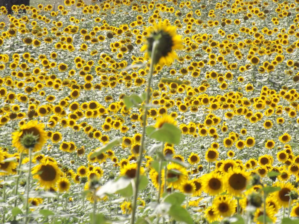 Agriturismo Il Canto Della Gallina Otel Villastrada  Dış mekan fotoğraf