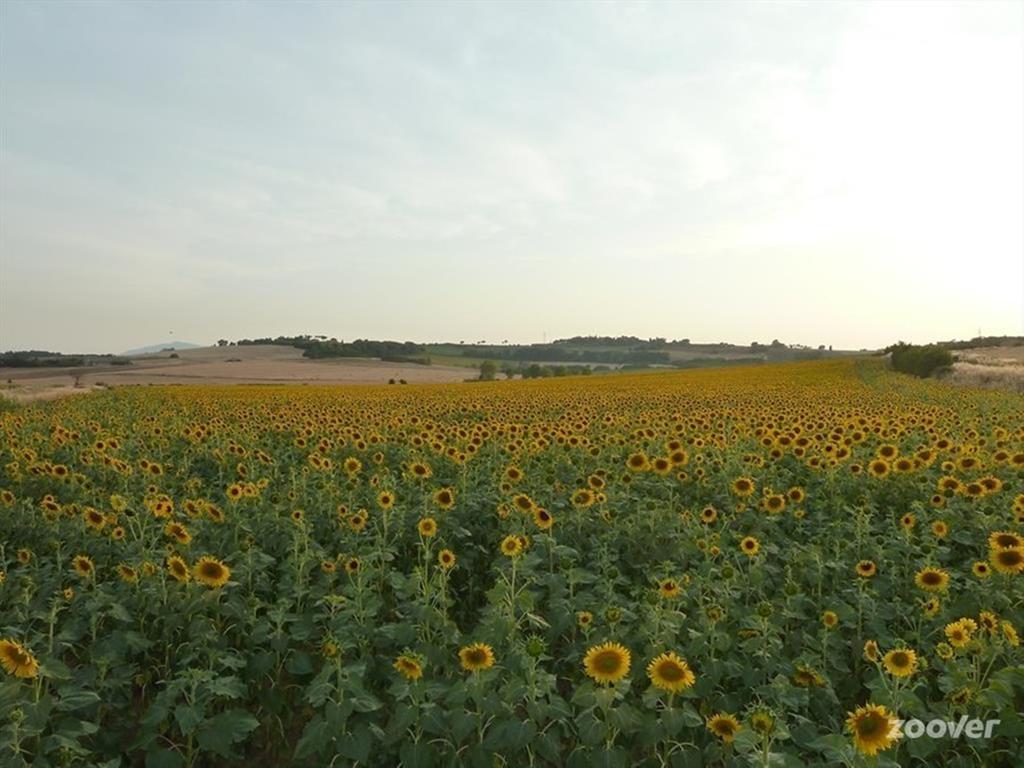 Agriturismo Il Canto Della Gallina Otel Villastrada  Dış mekan fotoğraf